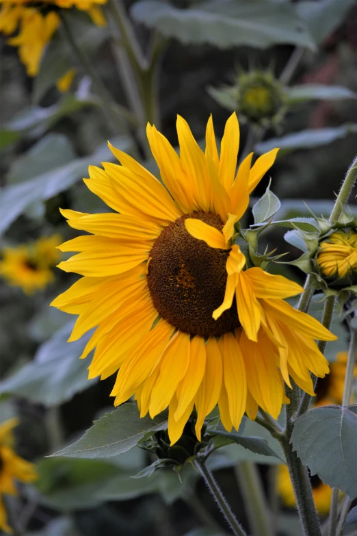 a close up of a sunflower on a sunny day