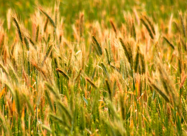 there is a close up picture of some very tall grass