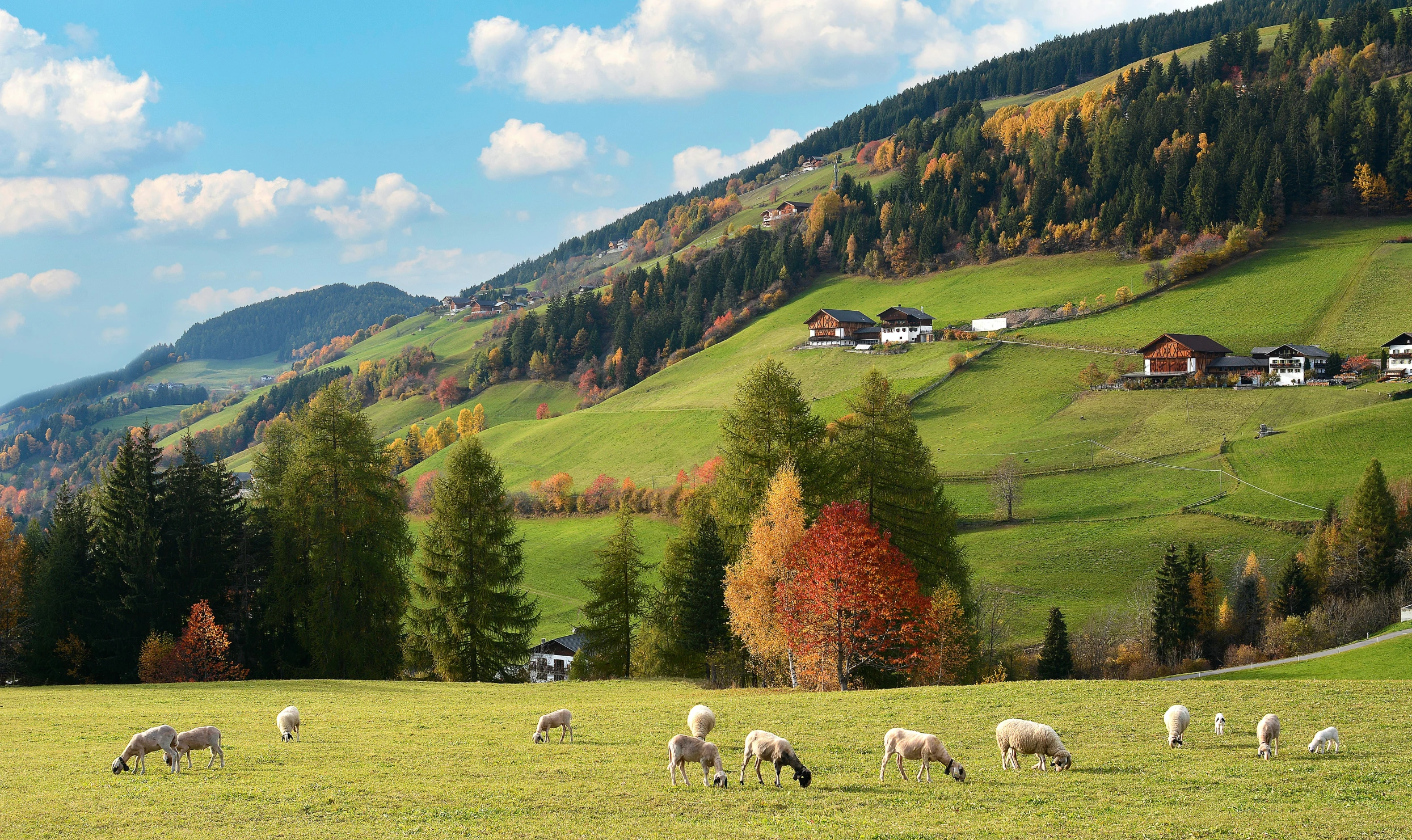 a field with many animals on the ground