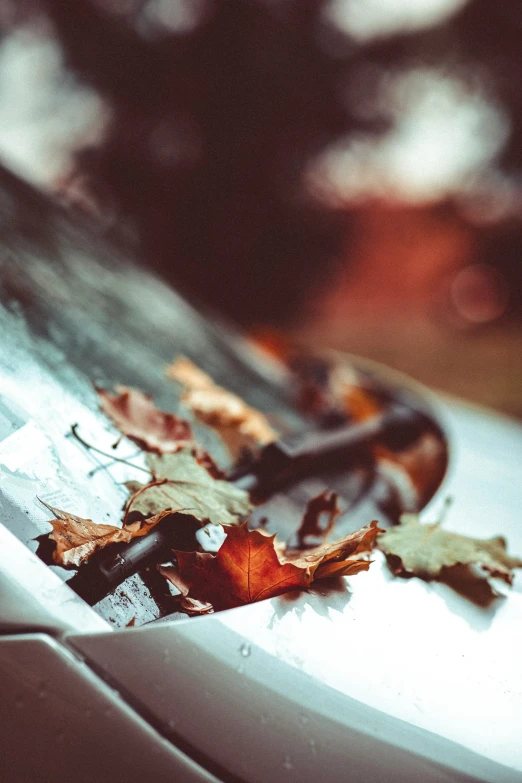 fallen leaves sit on the rim of a silver car