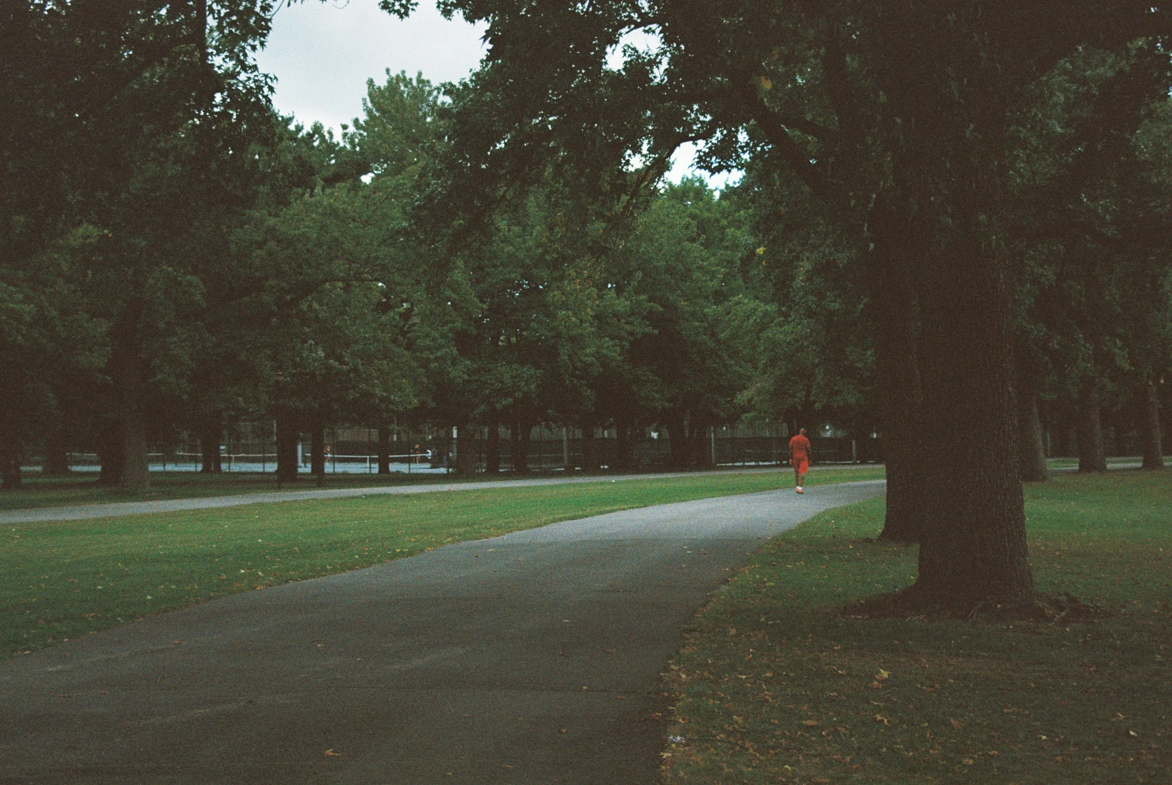 a trail through a park surrounded by trees