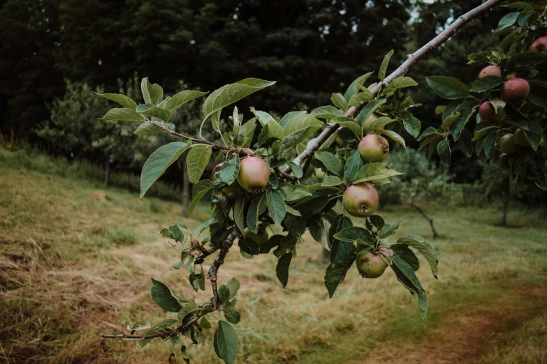 an apple tree with lots of ripe fruits