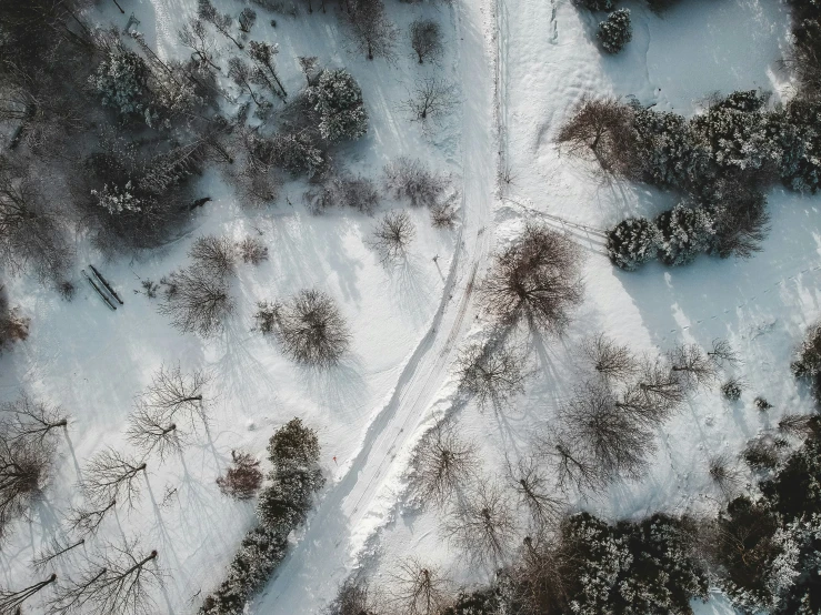 a snowy landscape with lots of trees