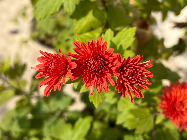 bright red flowers with green leaves in the background