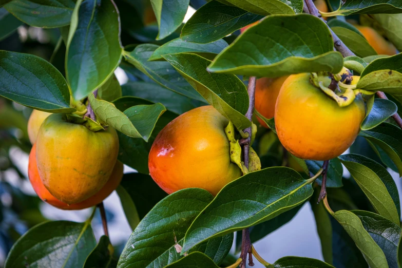 oranges are hanging on the tree nch ready to be picked