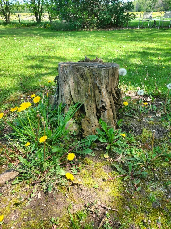 a stump that has some plants growing around it