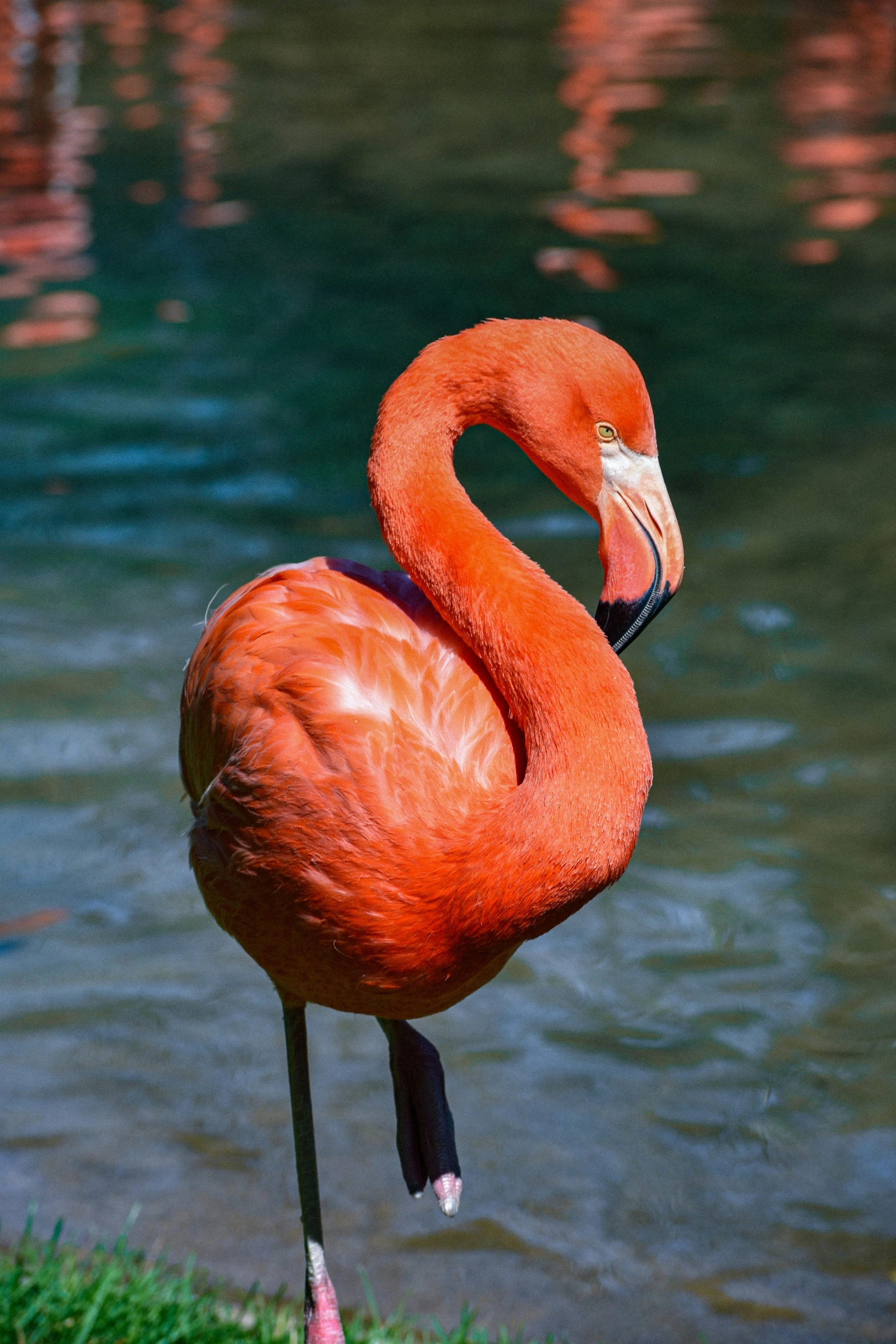 a flamingo standing on grass next to the water