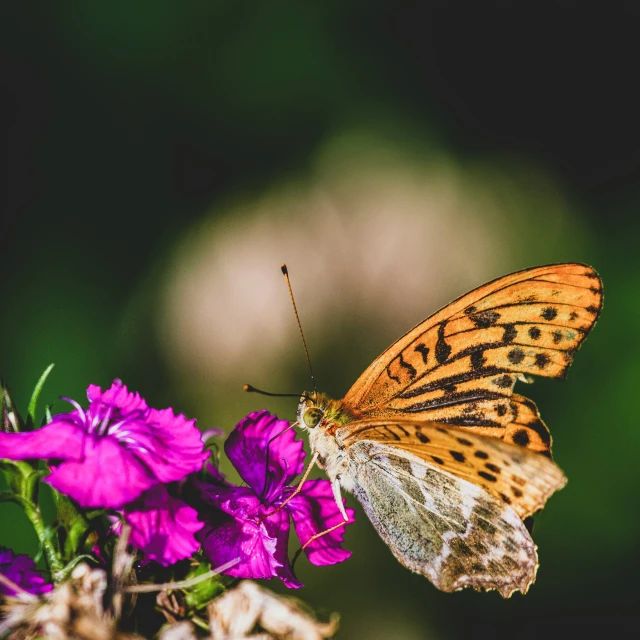 a colorful orange erfly is resting on a flower