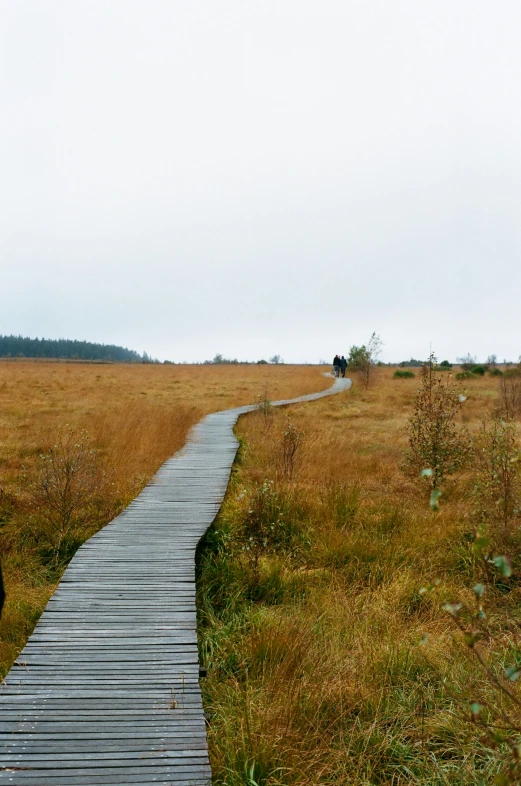 an animal is standing on the boardwalk in an open field