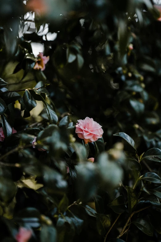 a single flower sitting in the middle of some trees