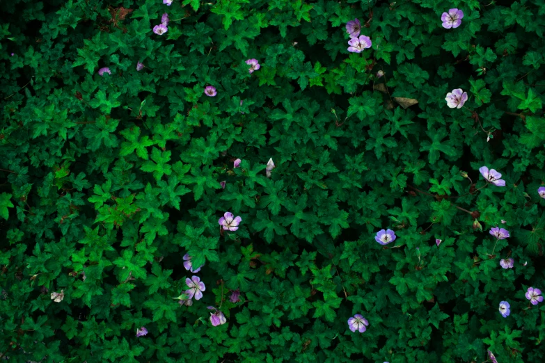 many small purple and white flowers are growing on the wall