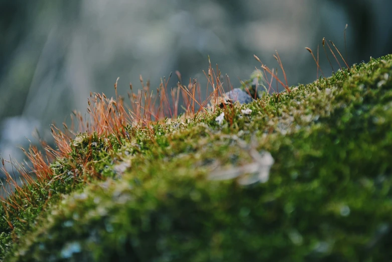 some grass is growing on a moss covered hill