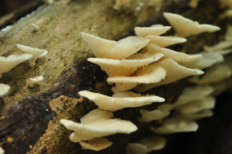 group of mushrooms growing on a tree trunk