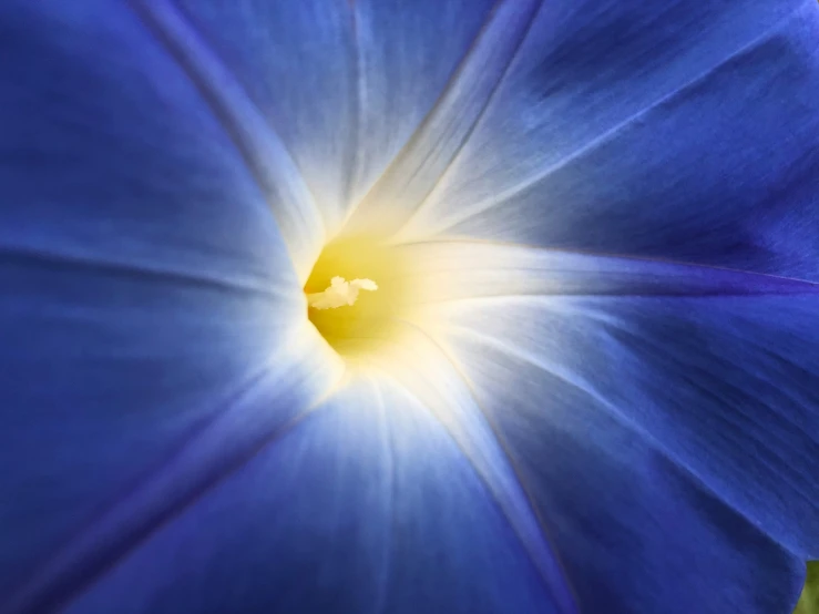 this is the inside of a blue flower