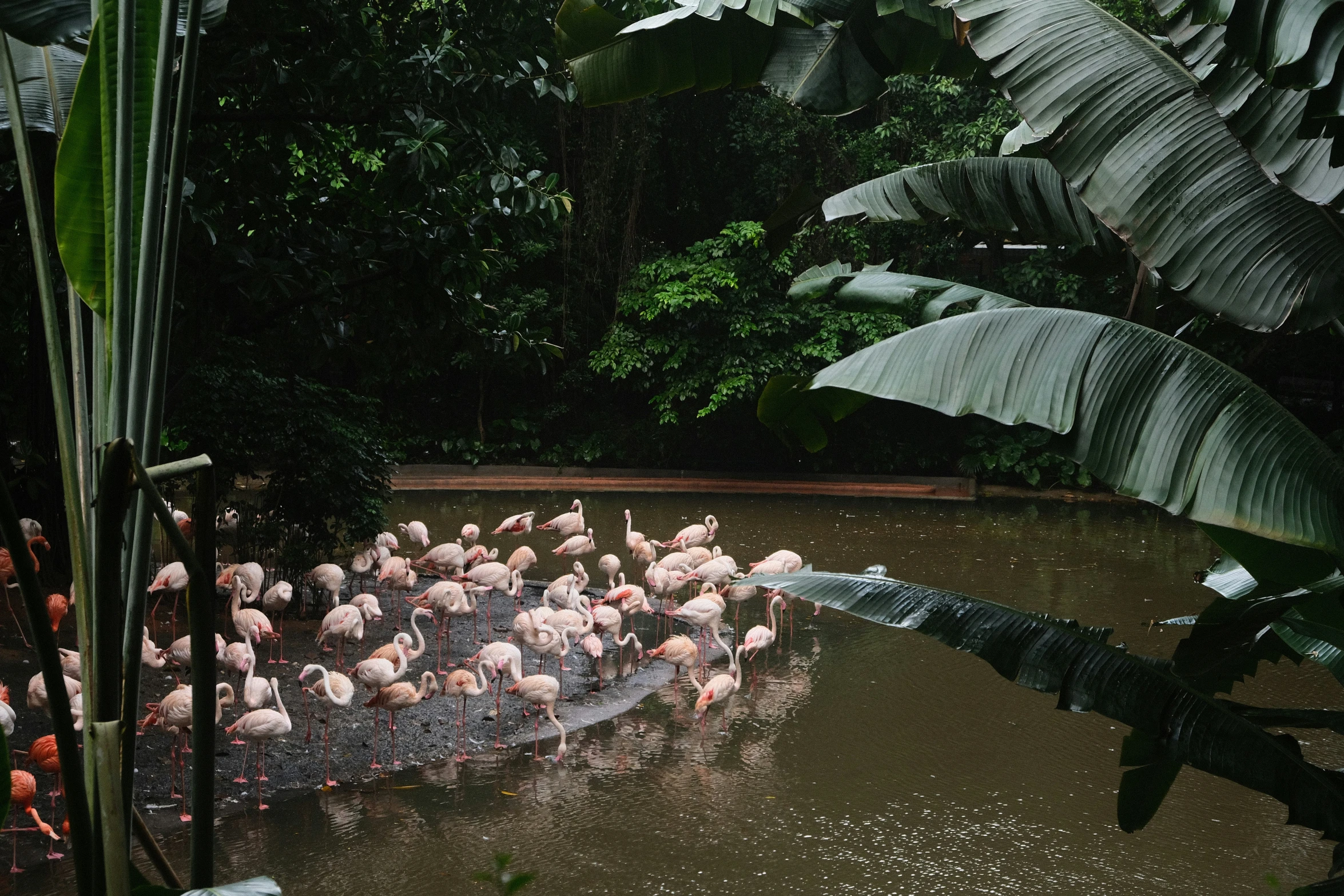 a group of pink flamingos in water next to palm trees