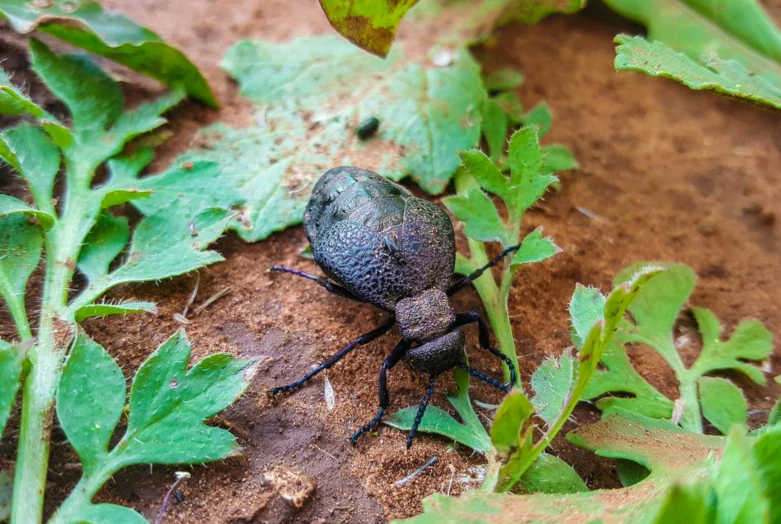 a bug on the ground amongst plants and dirt