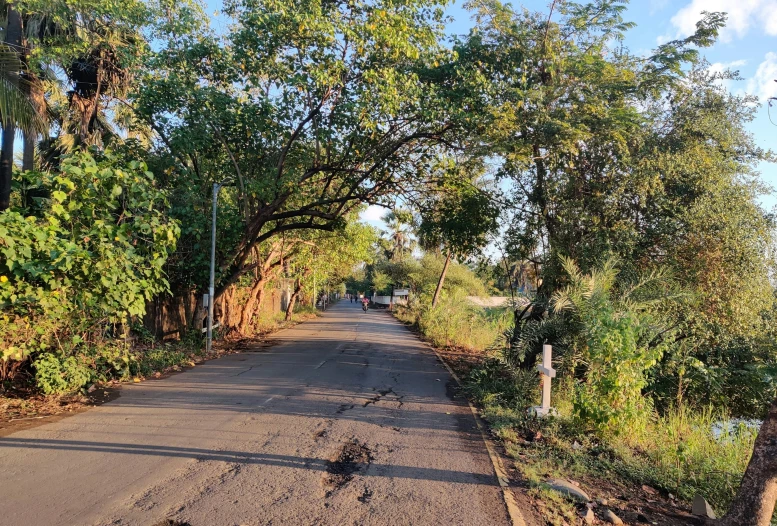 an empty street with lots of trees on both sides