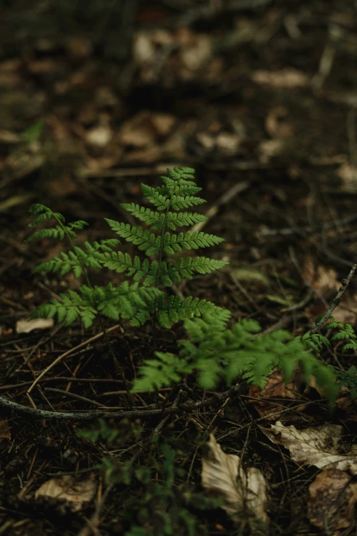 this is an image of a little green tree