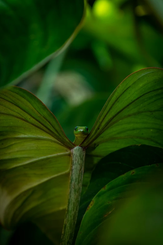 a frog peeks out from behind the leaves of a plant