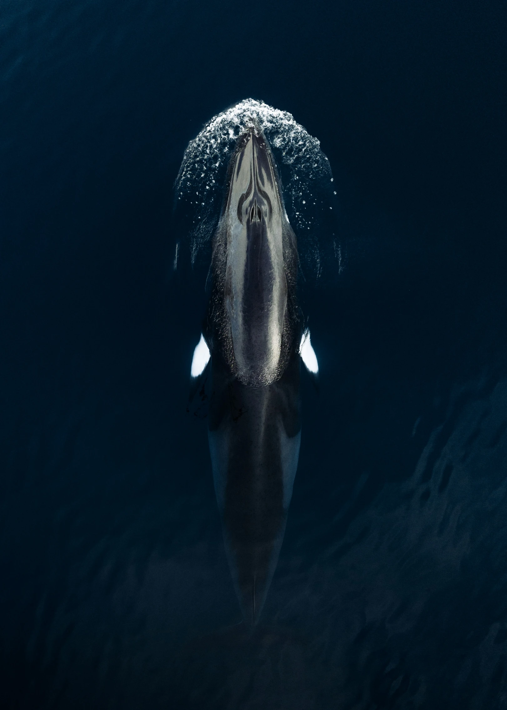 a group of sea animals in water with their faces close together