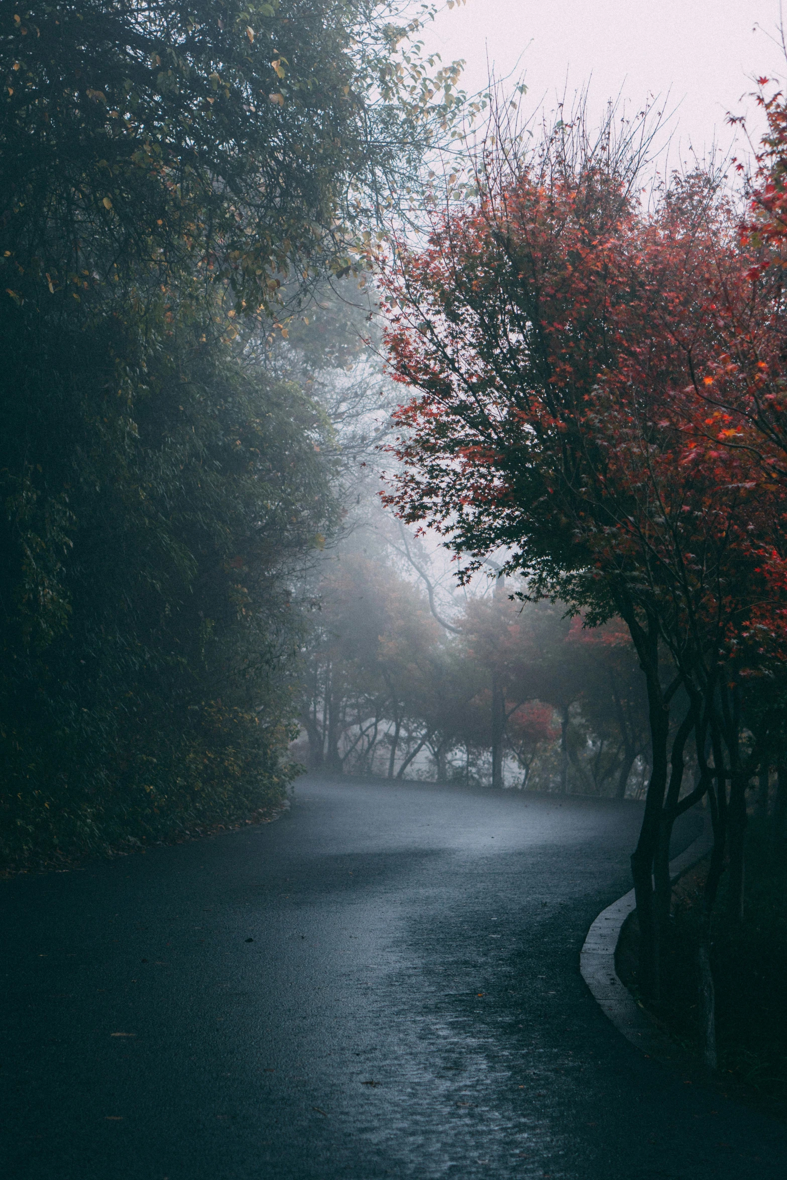 a dark street with some trees on each side