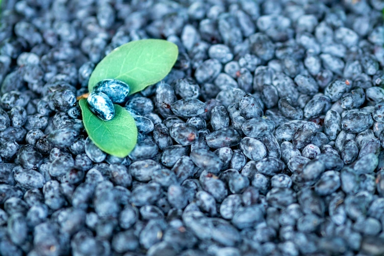 small insect crawling on a bunch of black berries