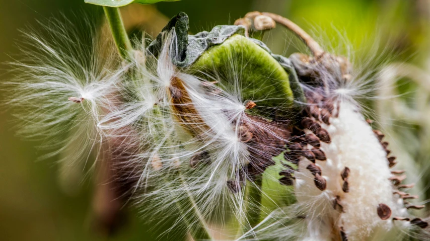 closeup of dandelion with green leaves and dark brown spots