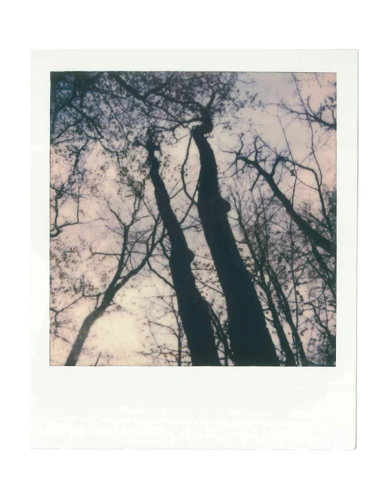 looking up in the treetops at some light