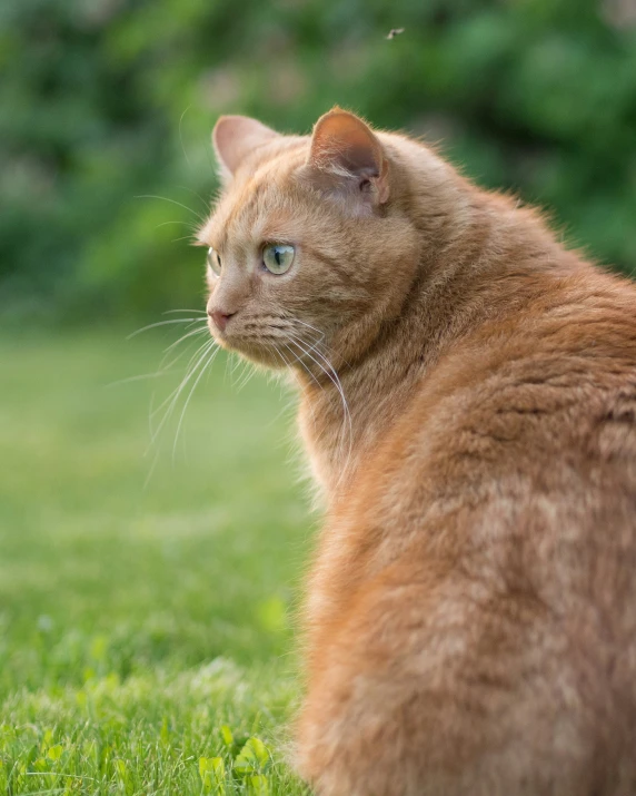 a cat sitting on a green grass covered field