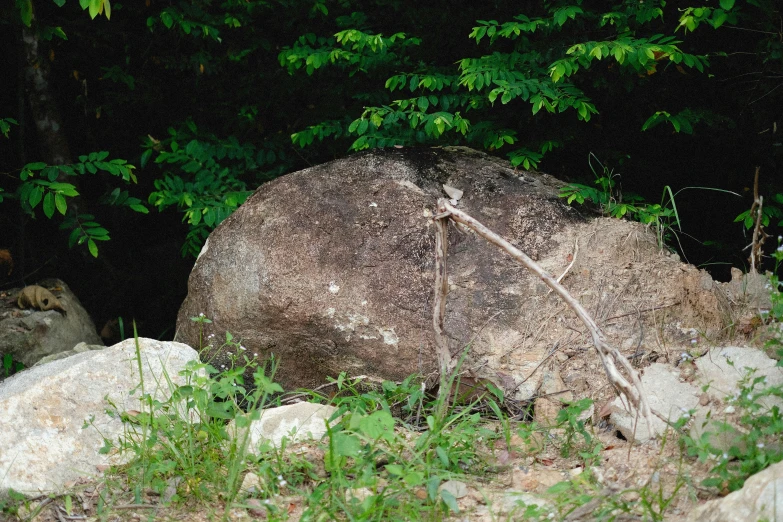 a close up of rocks with vegetation near by