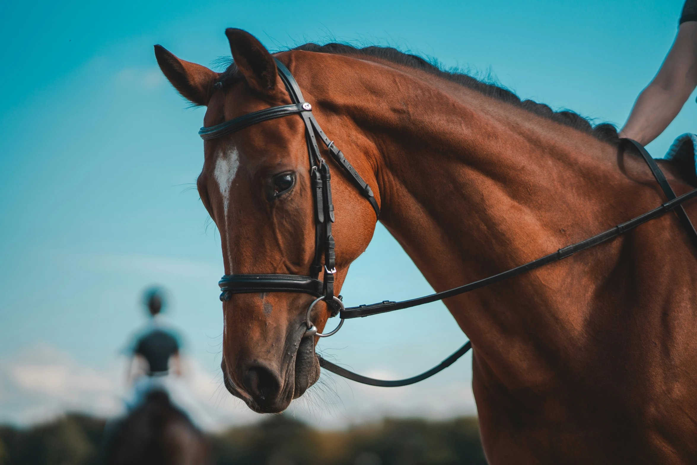 an image of a horse and jockey on the track