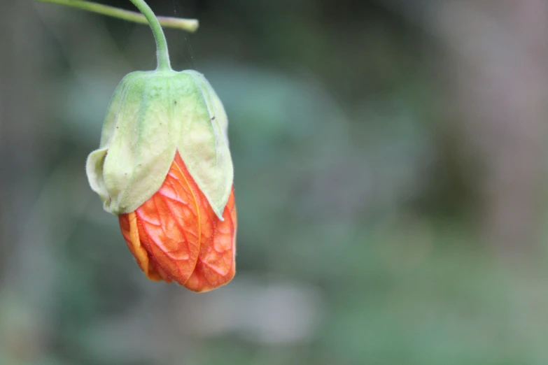 an orange flower with lots of buds is seen