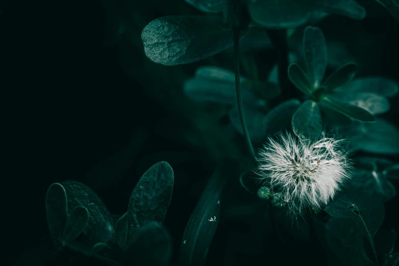 a large flower in the middle of many leafs