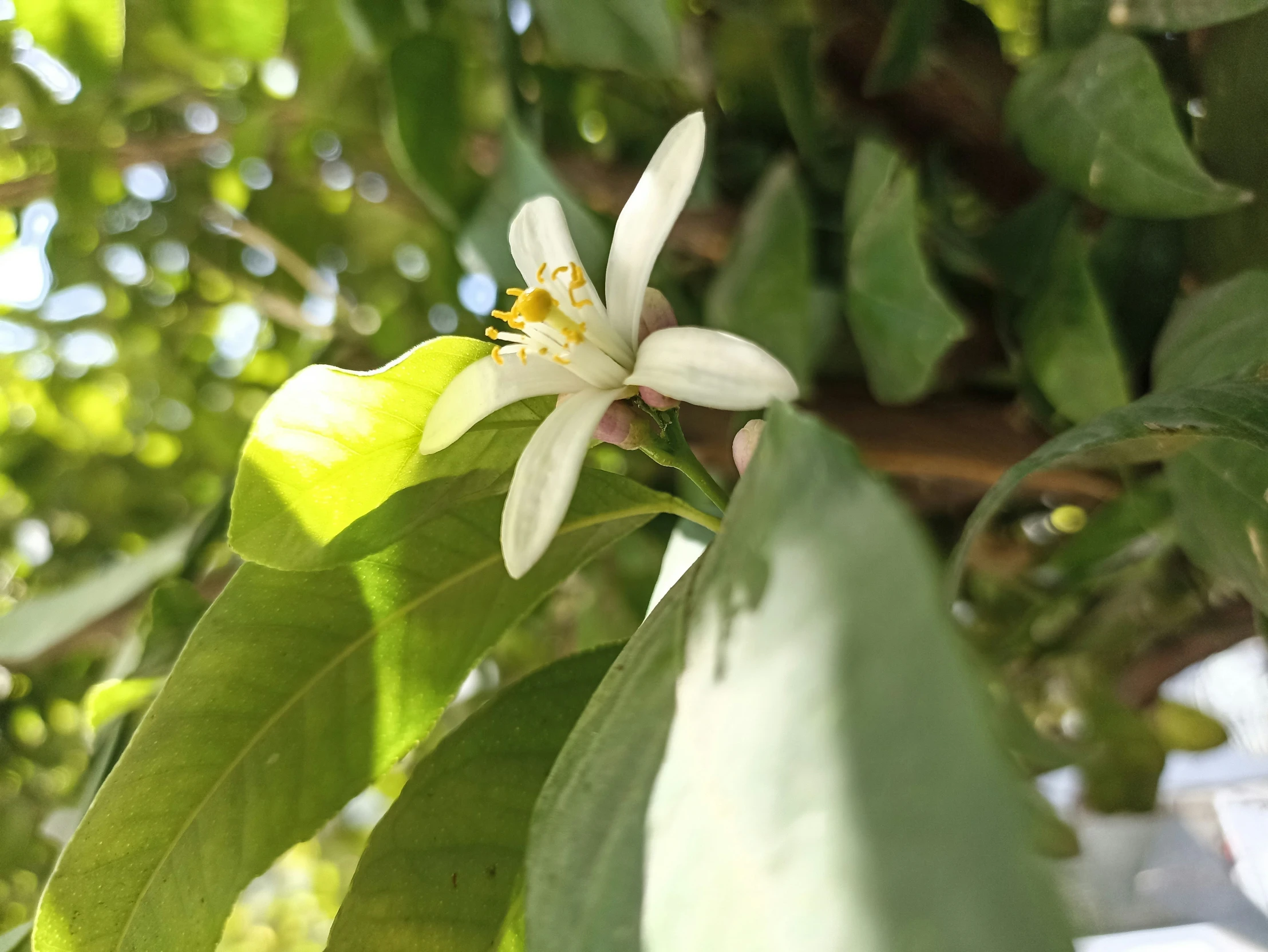 small flower and leaves on a tree outside