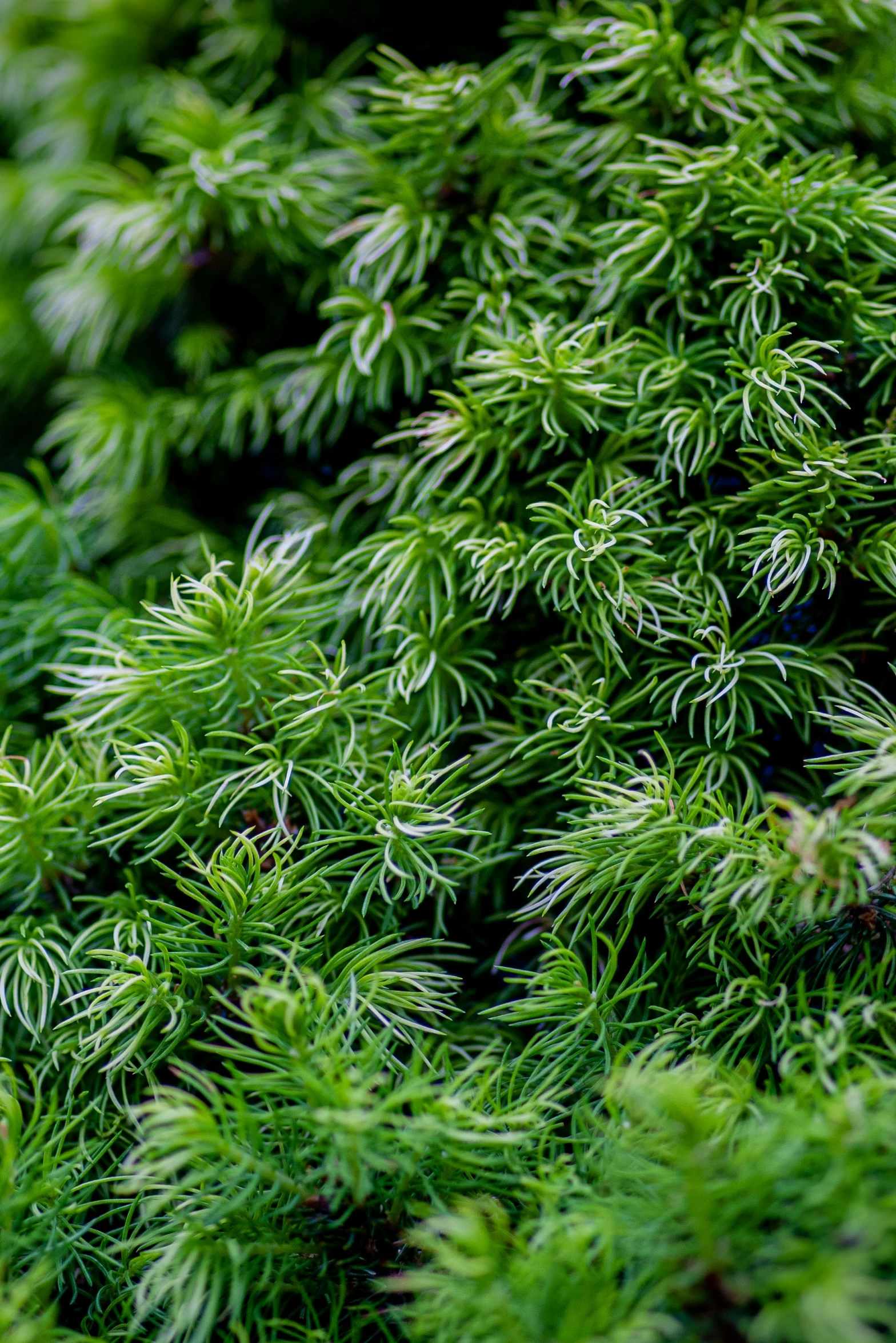 green pine needles in a tree full of water