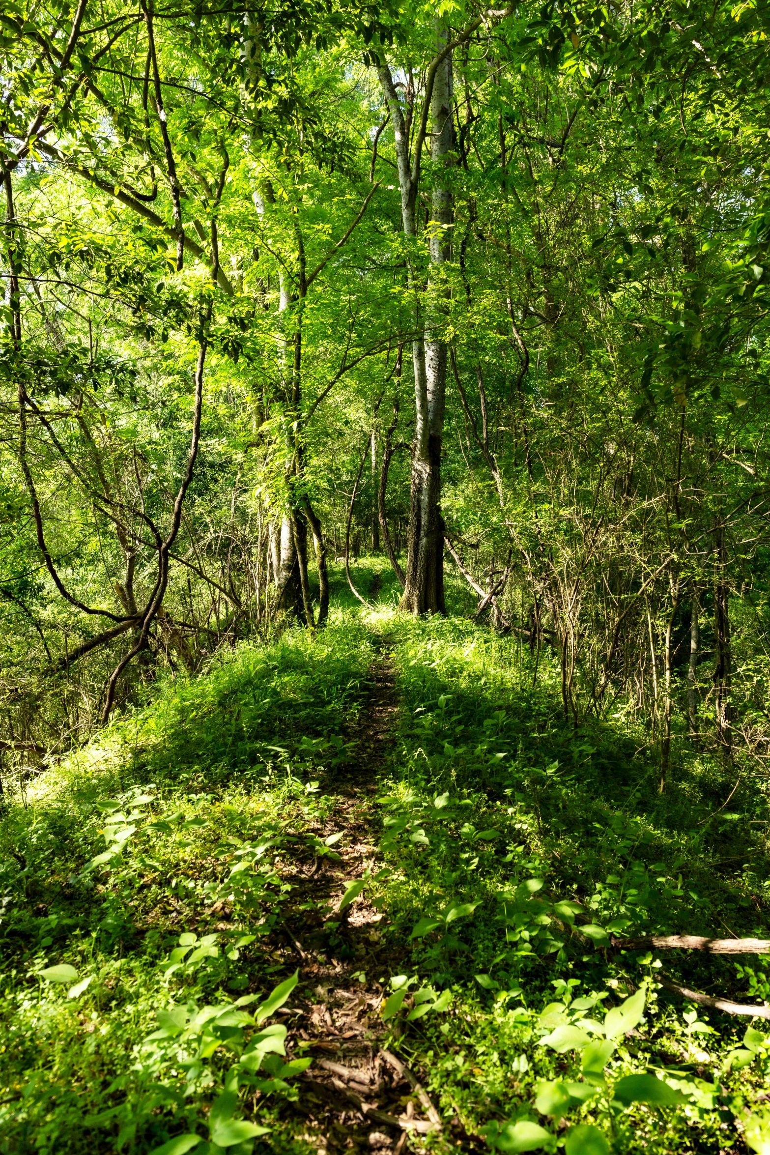 a path with green plants on both sides of it and trees on the other side