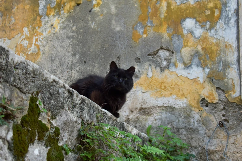 a black cat with yellow markings sitting on the wall