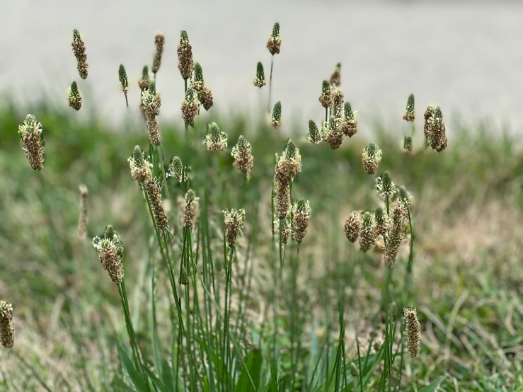 wild flowers in the grass next to a cement sidewalk