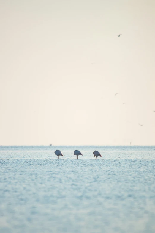 three birds on the top of the water in an ocean