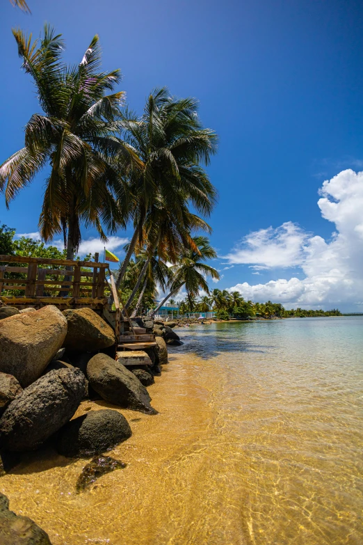 a beach with lots of trees on it