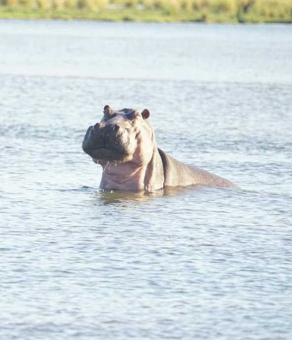 a hippopotamus submerged in the water while looking at the camera