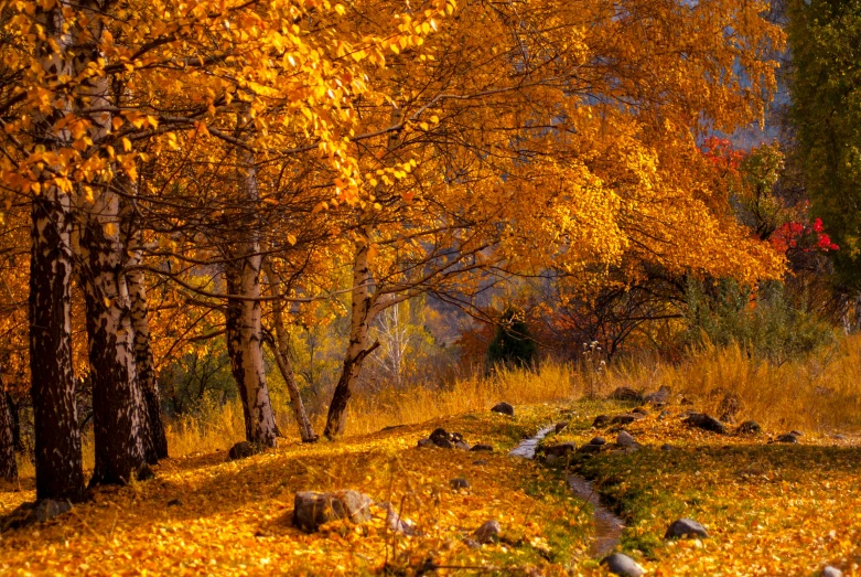 there is a view of the woods covered in autumn leaves