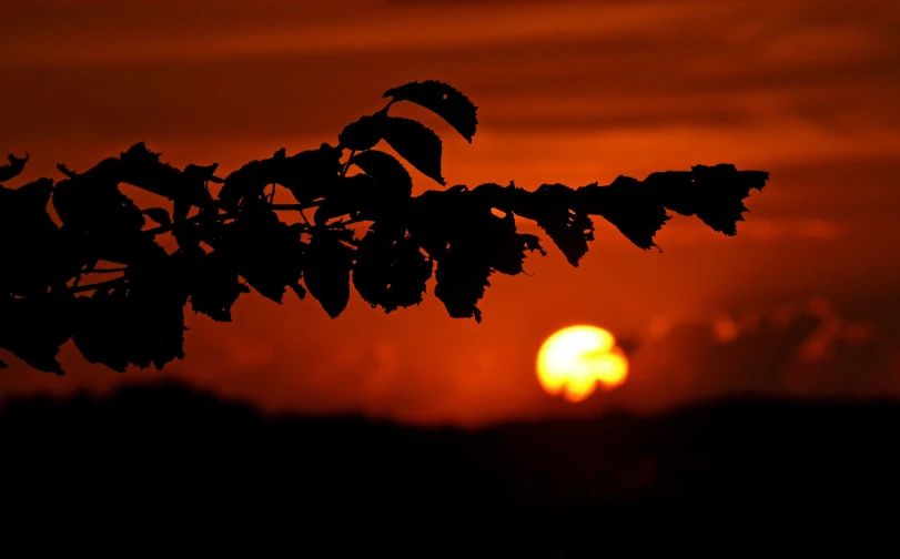 the sun is behind the leaves in the tree