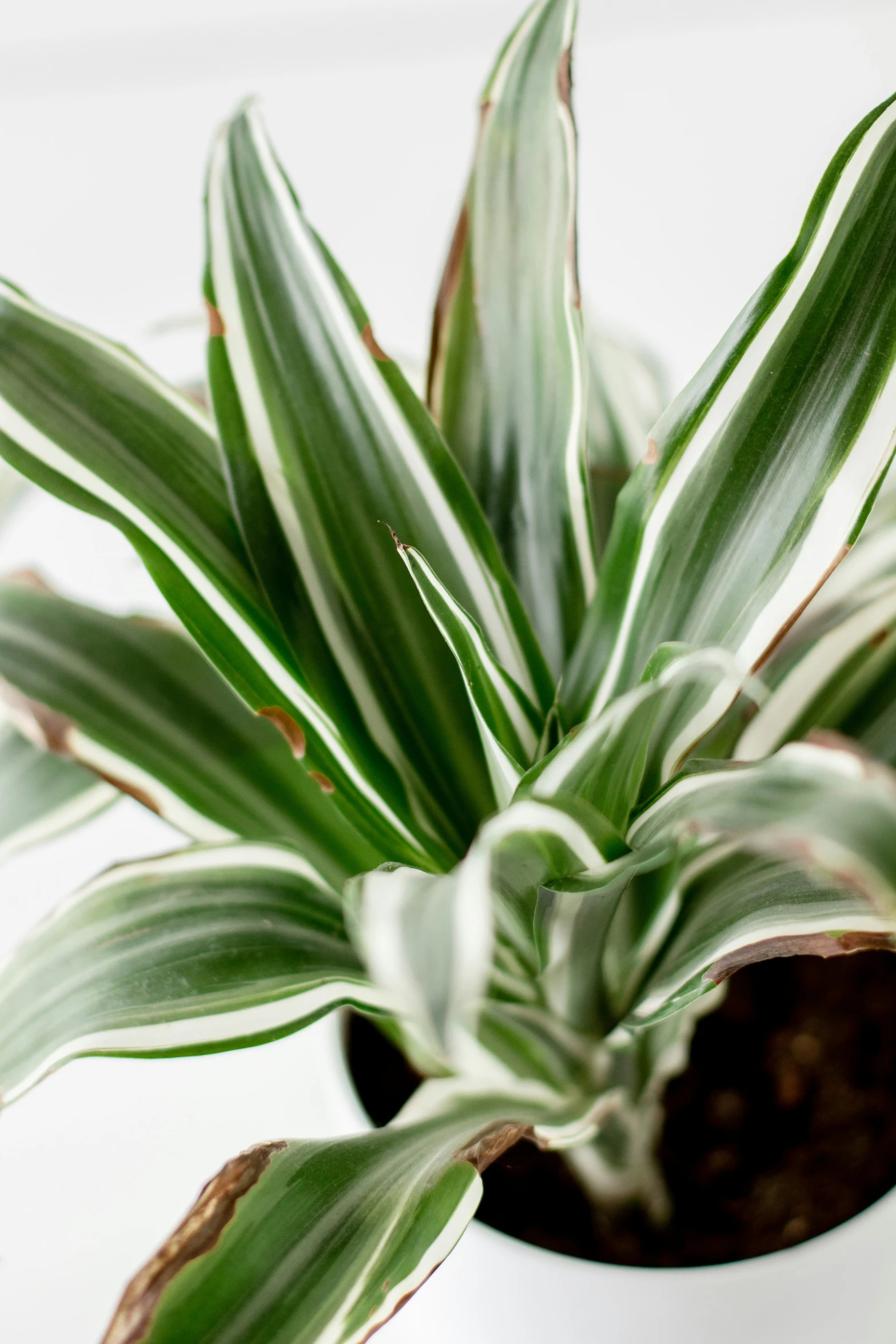 there is a house plant in a small white pot