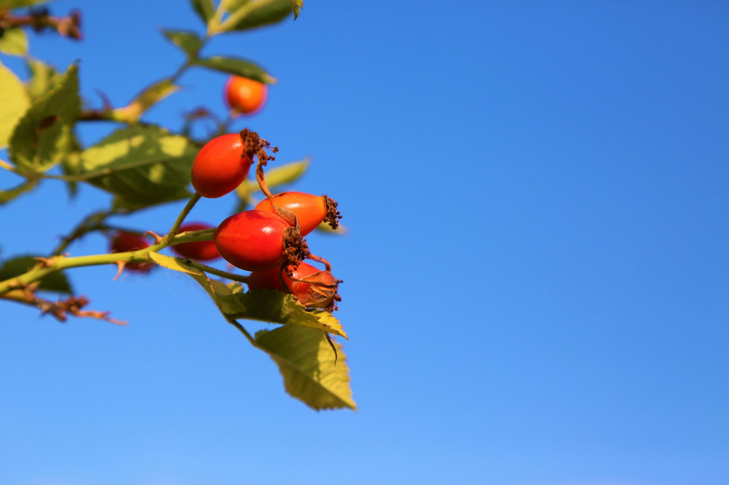 a close up view of some red berries on a nch