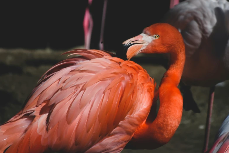 a flamingo is rubbing it's head against another flamingo