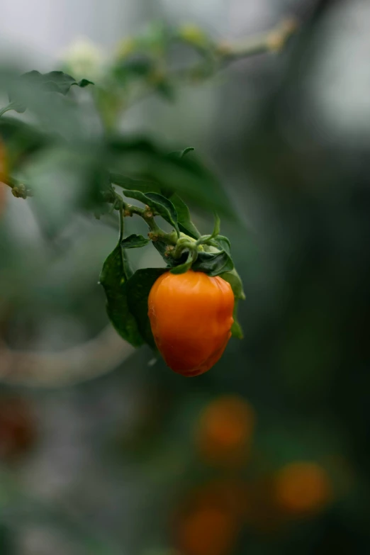 a orange pepper is still growing on the plant