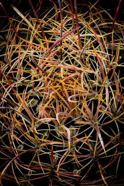 close up of several small tangled objects