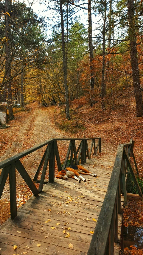 a wooden walkway crossing over a river covered in leaves