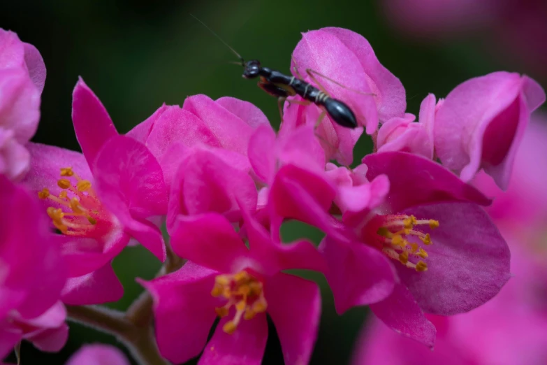 a black insect sitting on top of a pink flower